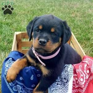 Polly, Rottweiler Puppy